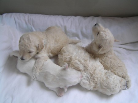 Dorly štěňátka B 18. den